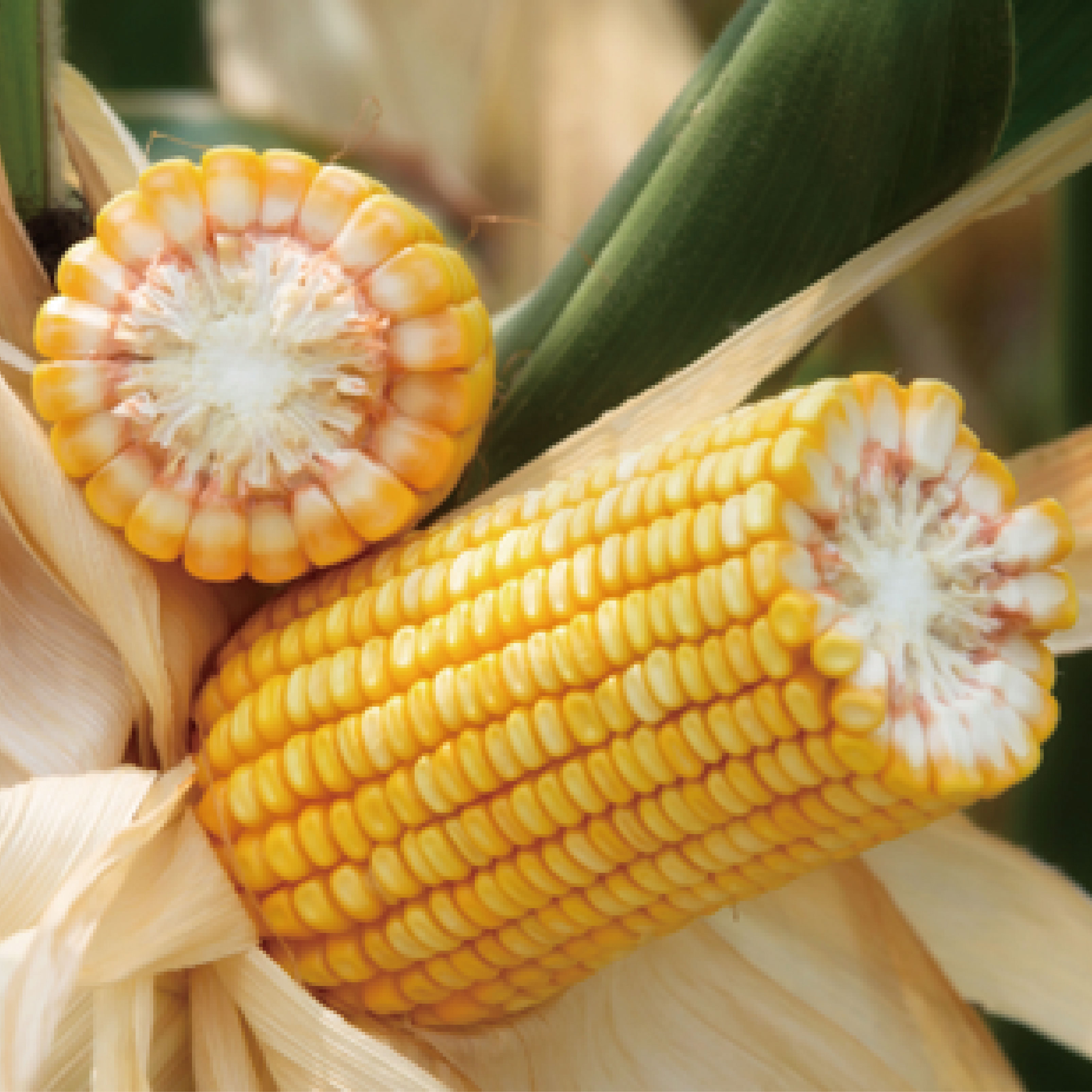 玉米 所属分类: 玉米 点击次数: 291 详细介绍 品种名称:康农玉999