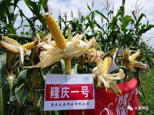 微信图片_20180626162354.jpg
